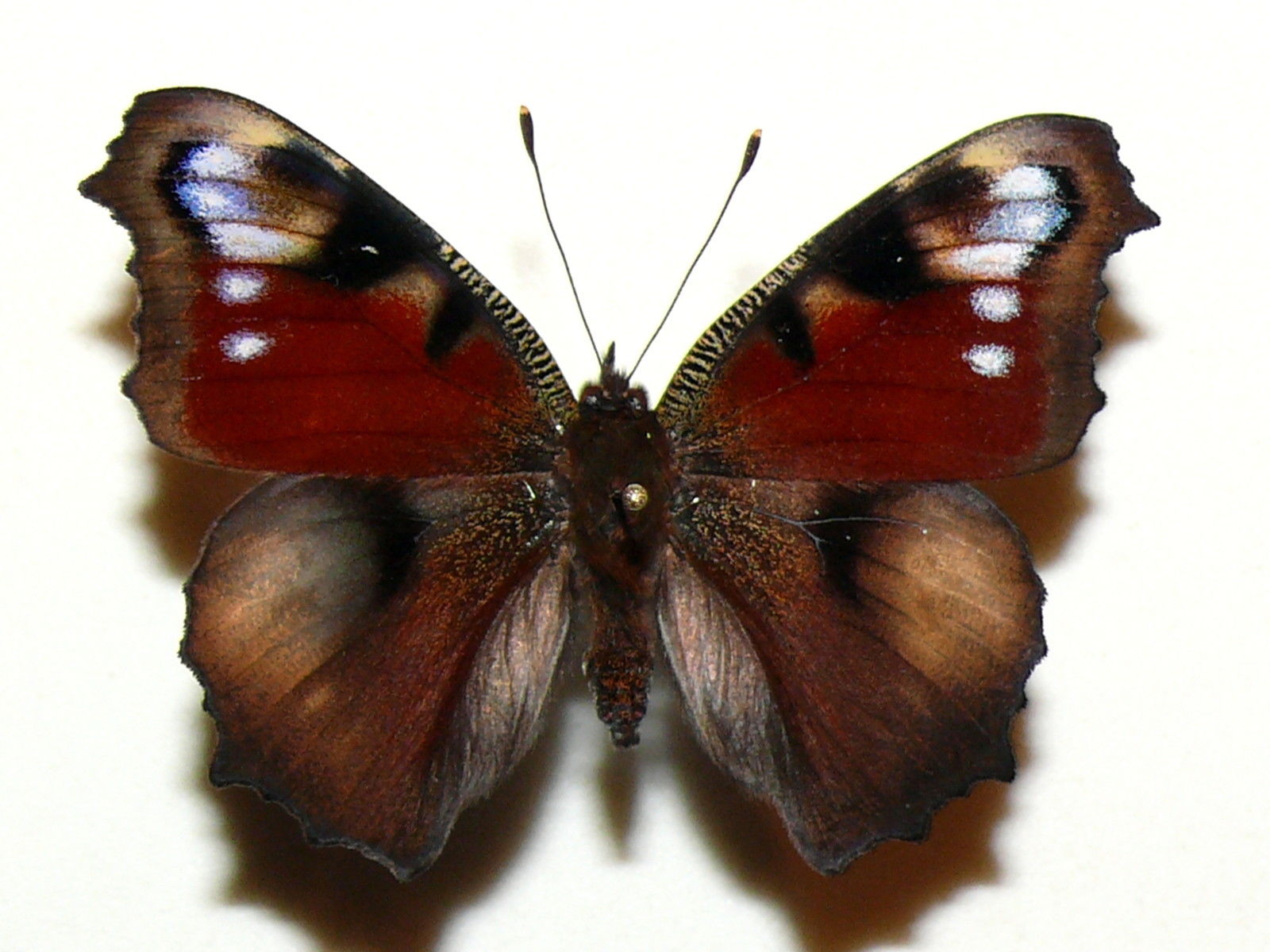 Aglais io male (aberration) Internet Image property of respective owner, non-commercial use only